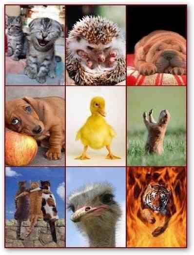Красивые картинки c животными